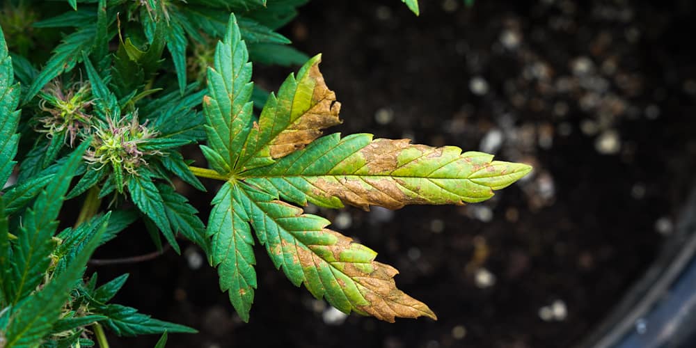Cannabis Pests And Diseases