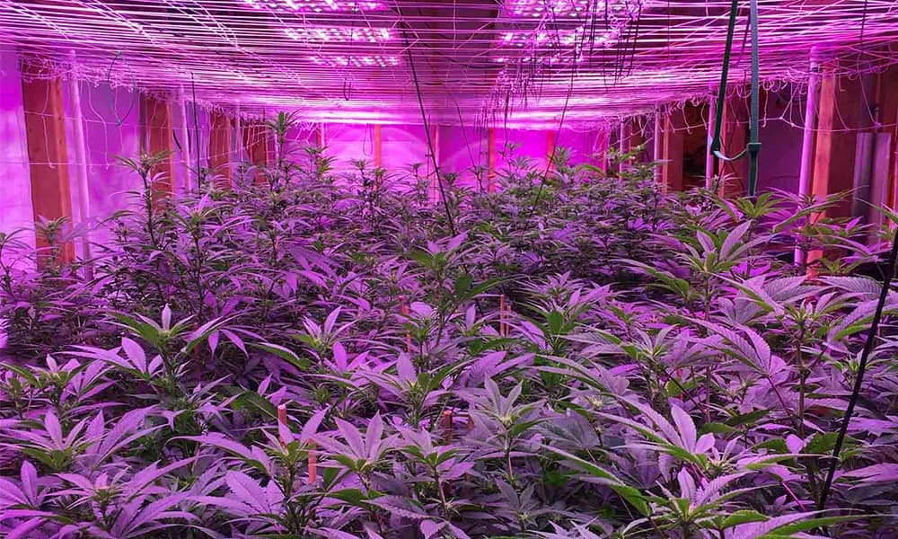 Mistakes to avoid growing Cannabis Hydroponically