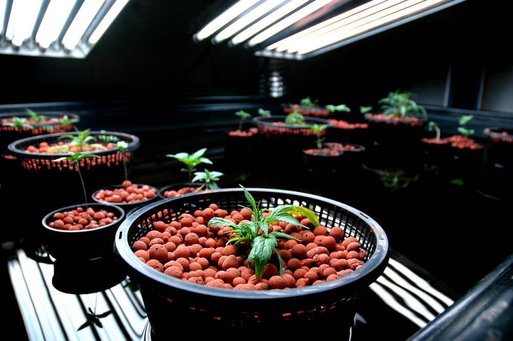 Right Cannabis Strains for Hydroponic Cultivation