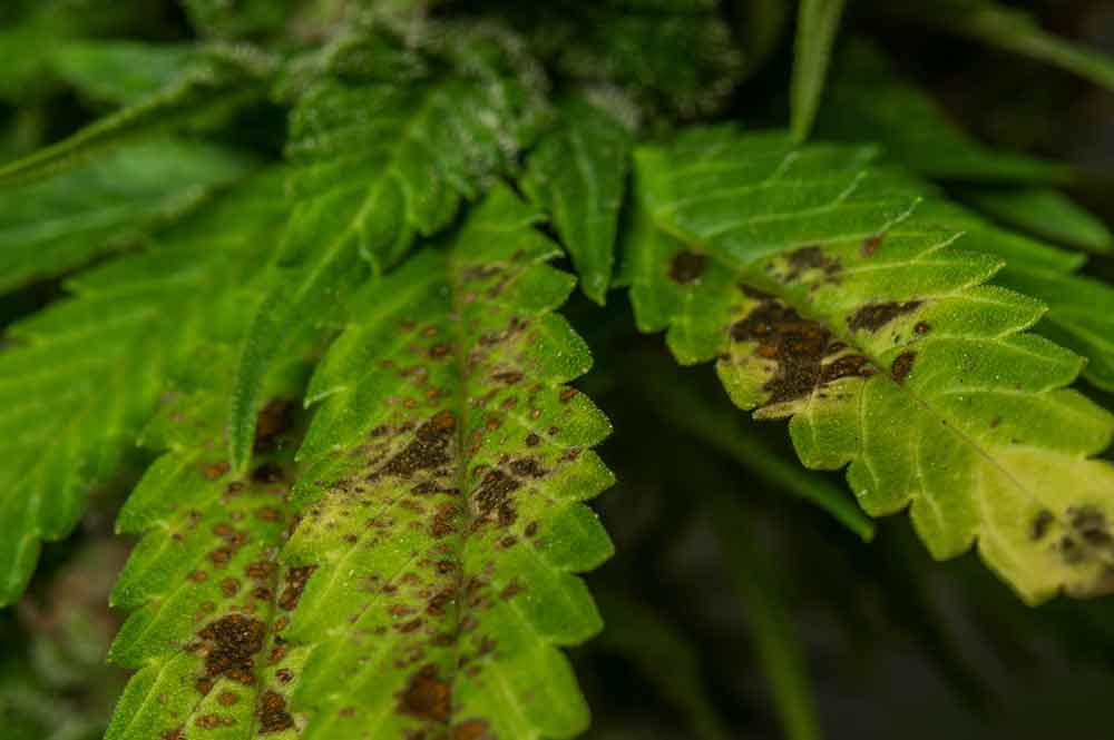 Brown Spots on Cannabis Leaves