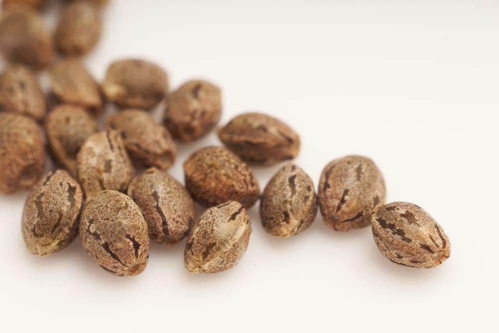 Mature Cannabis Seeds
