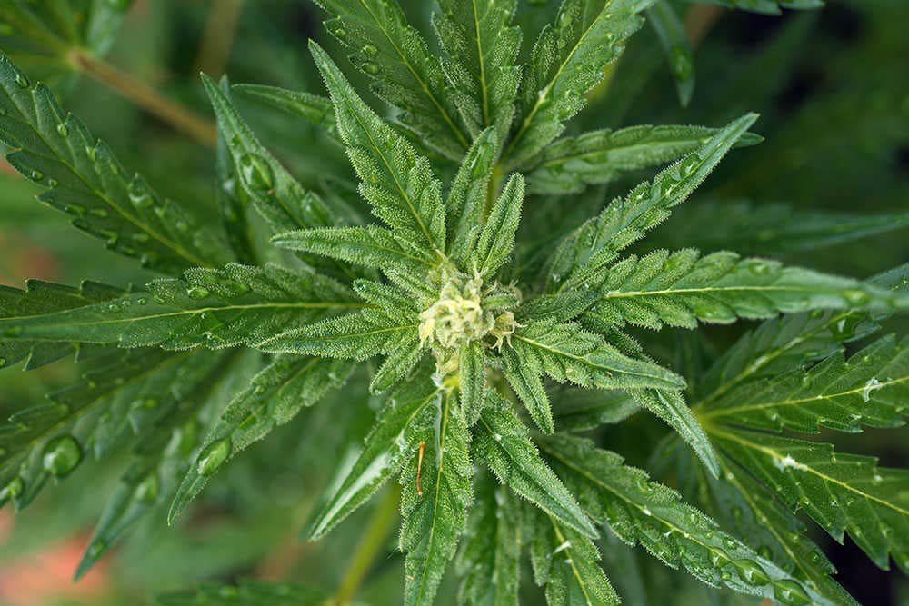 Watering cannabis plants