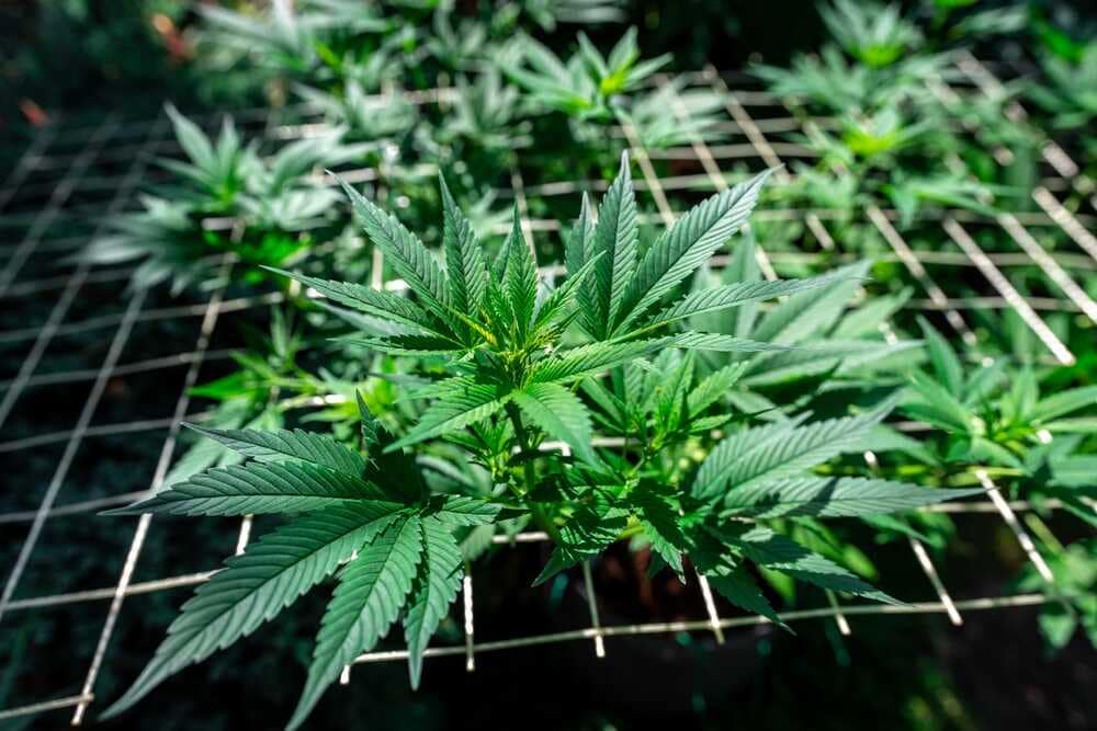 Training Cannabis Indoor