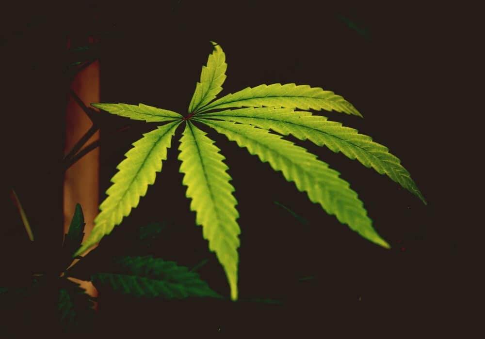 Fix Yellow cannabis leaves
