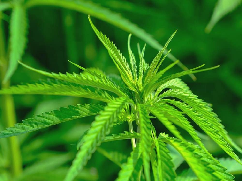 Cannabis leaves curling