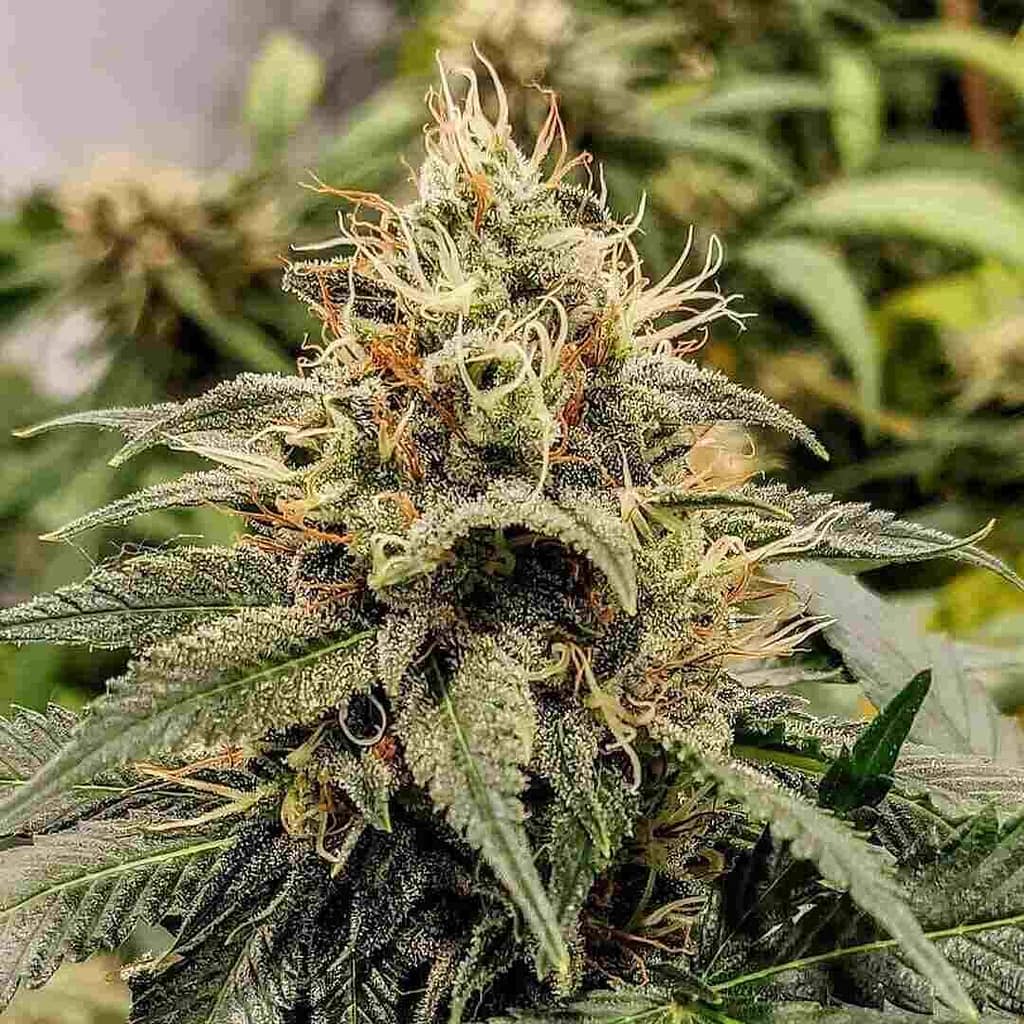 Jack Herer Fast Version Cannabis Seeds