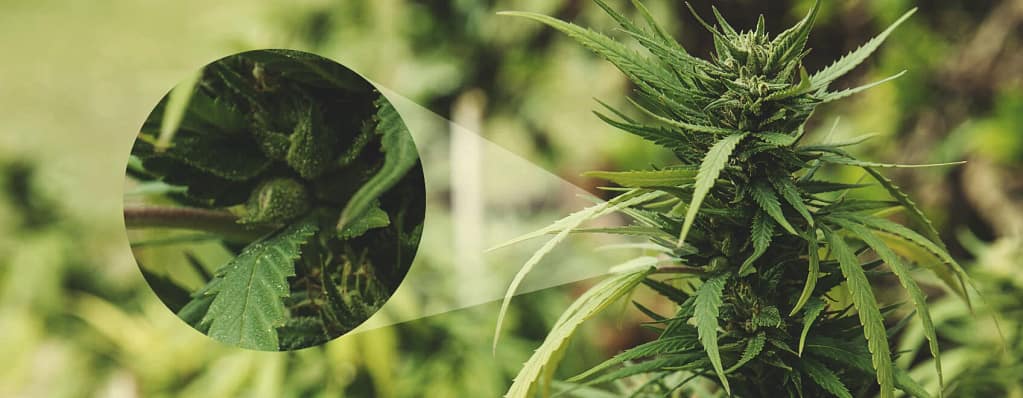 Pollination in cannabis plants