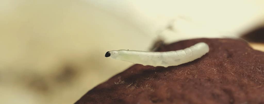 How to Protect Cannabis Seeds from Molds and Pests