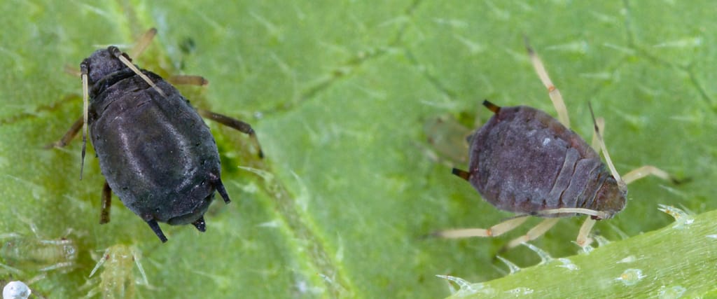 Aphids in Cannabis