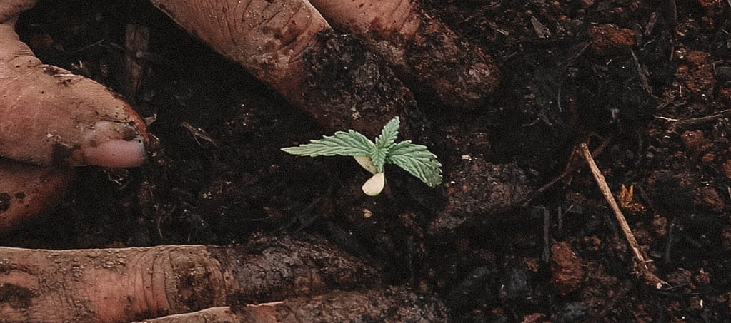 Cannabis seedlings growing slowly