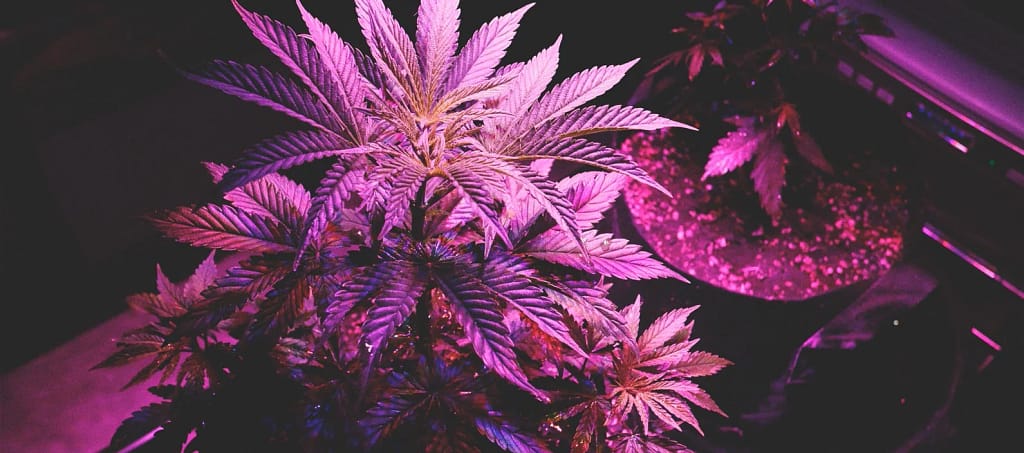 Cannabis light pollution
