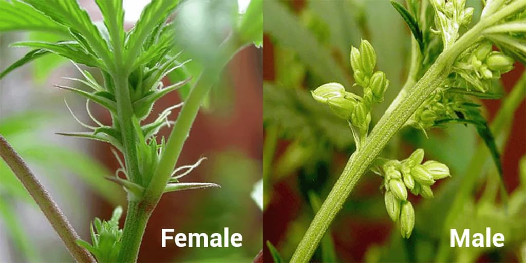 Male vs female cannabis plants