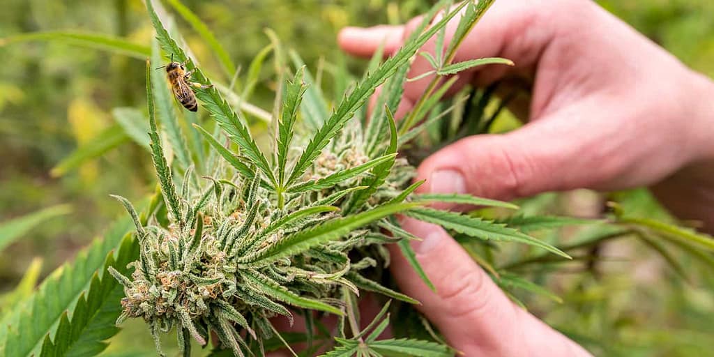 Polliinate Cannabis Plants