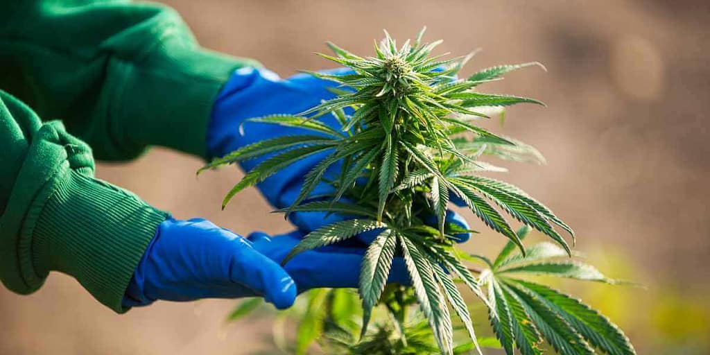 Common Mistakes to Avoid During Cannabis Harvest