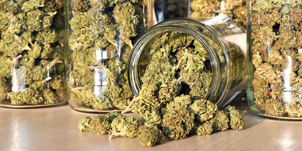 Discover the Best Cannabis Seeds with Farmking Seeds in Nova Scotia