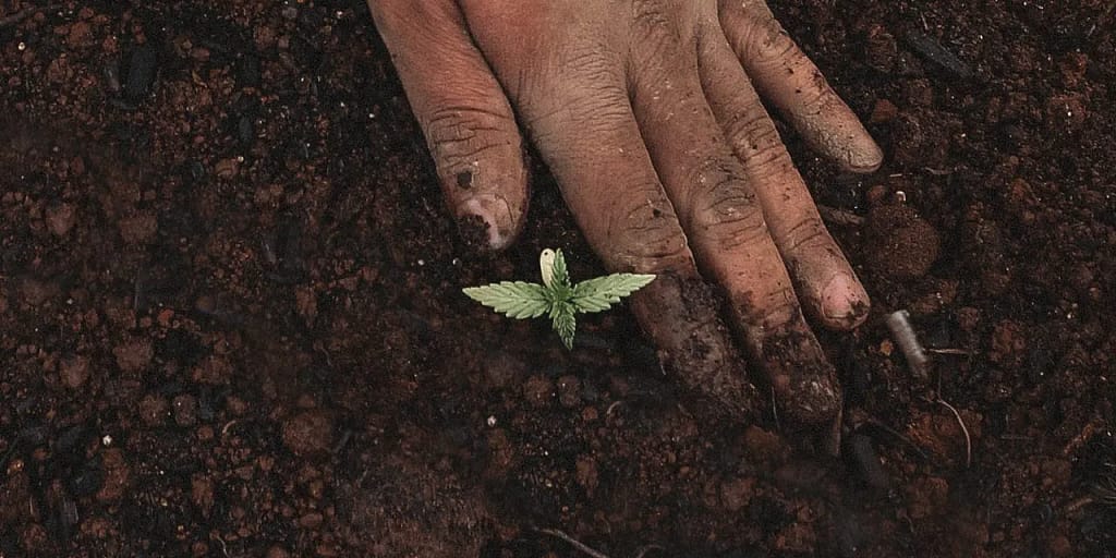 Soil for Cannabis Plant