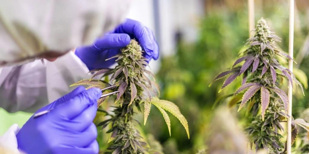 determine the Potency of Cannabis