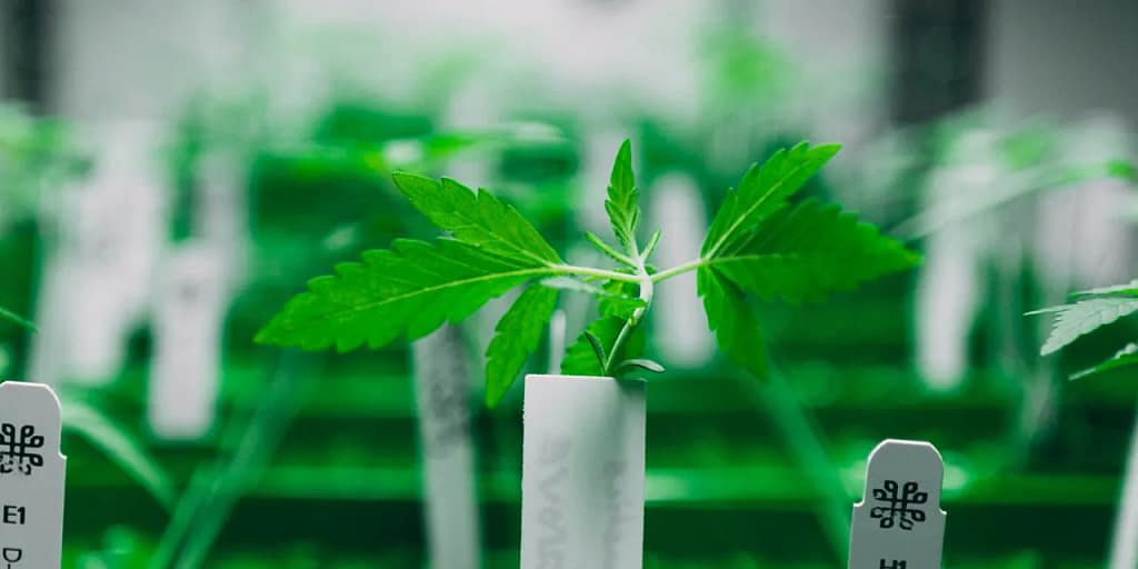 Aquaponics vs Hydroponics