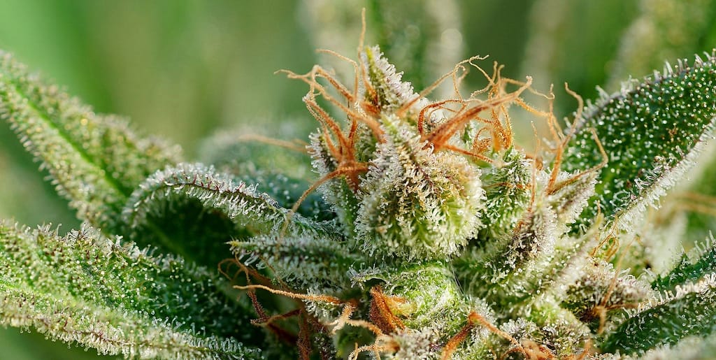 Trichome