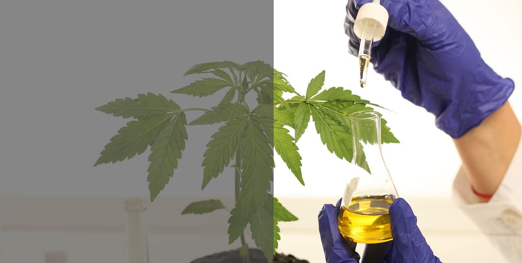 Cannabinoids Types