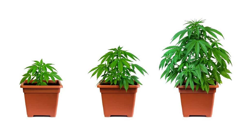 Size of cannabis plant container