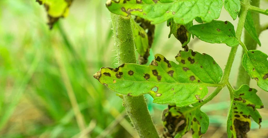 Cannabis leaf rusty spots FAQ