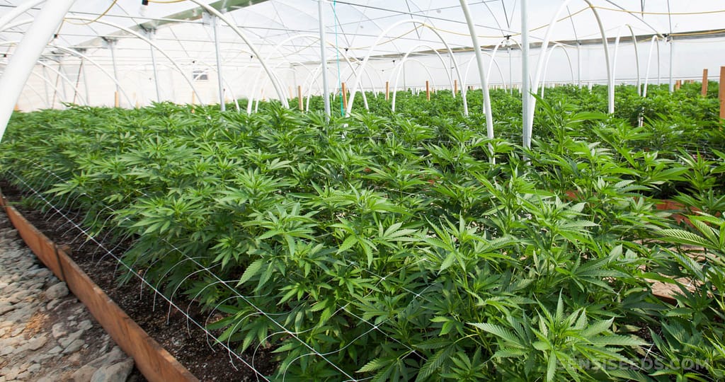 Plant Training Techniques