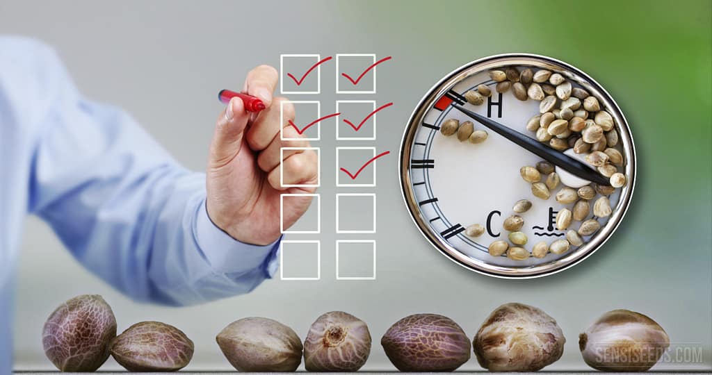 Tips to Dry and Store Cannabis Seeds