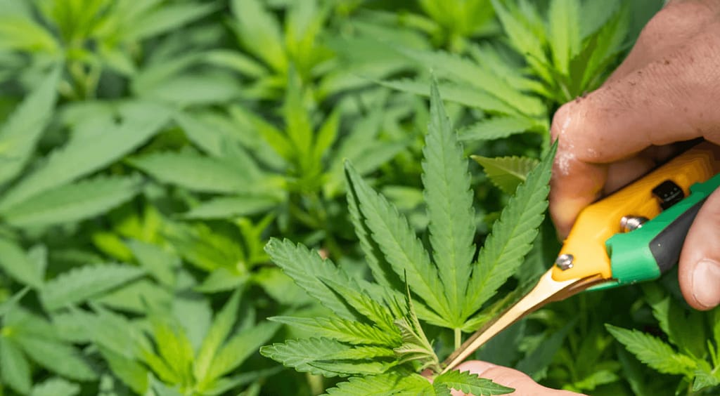 Understanding Cannabis Plant Anatomy and Plant Cycle