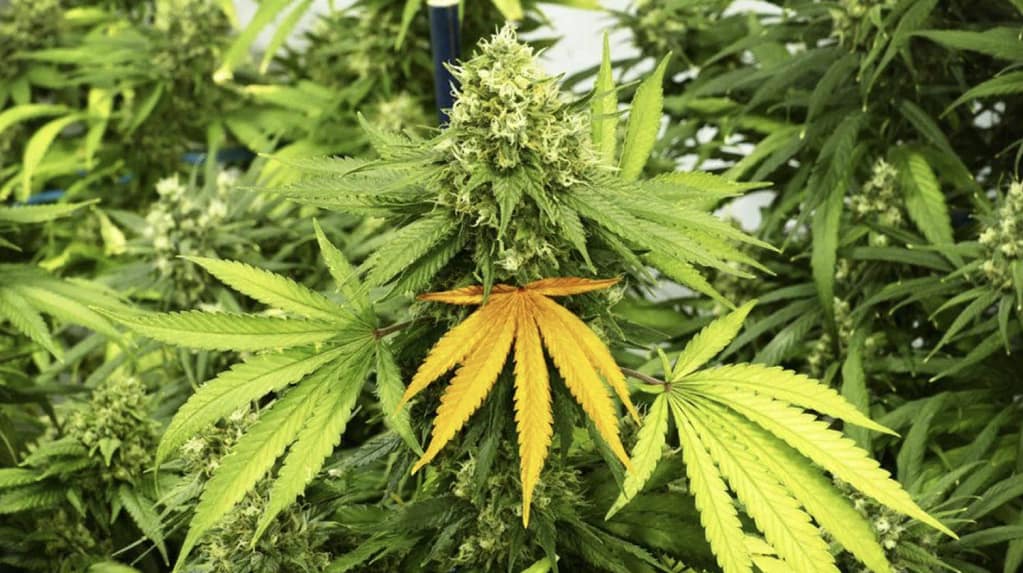 Cannabis leaves turns yellow