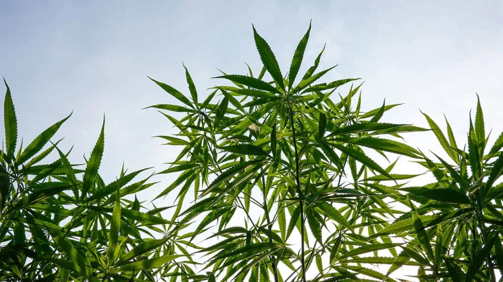 Cannabis Strain