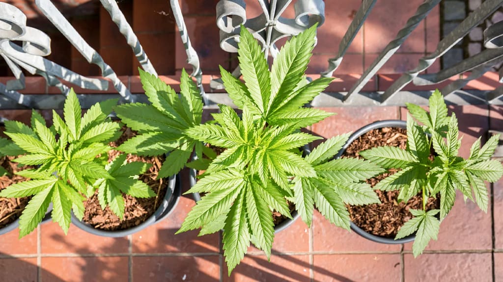 Multi-Strain Cannabis Grow