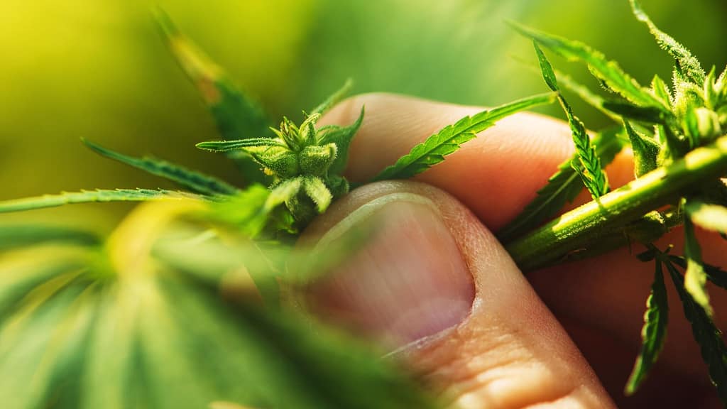 What are male cannabis plants