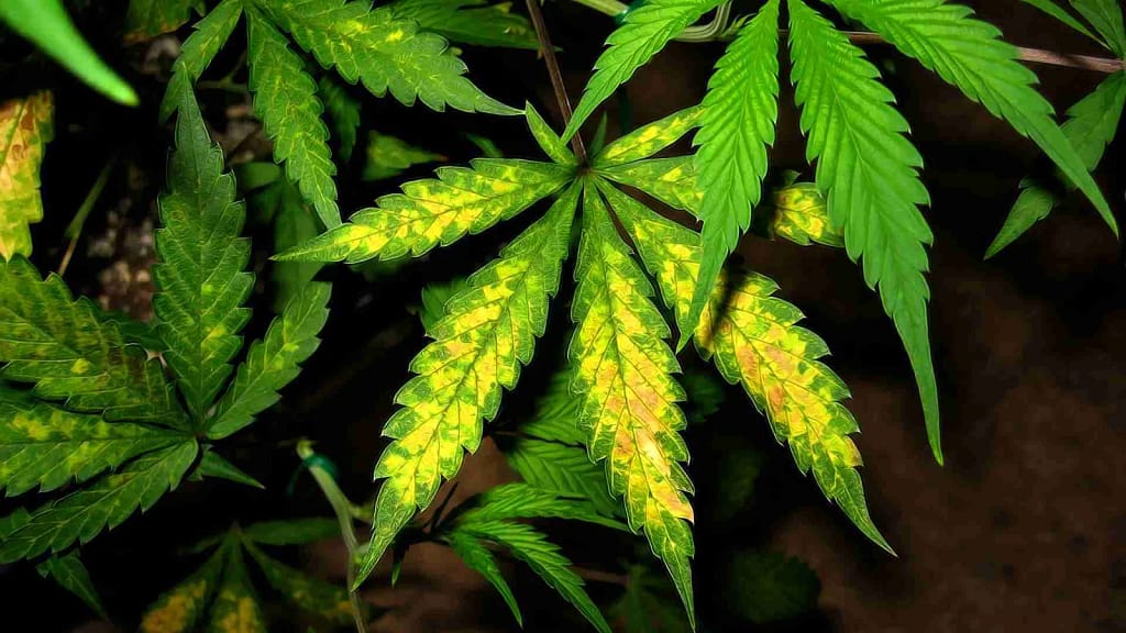 Nitrogen Source For Cannabis Plants