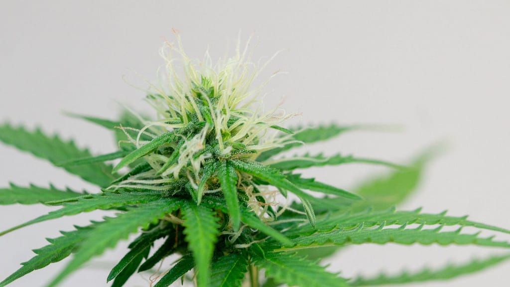 Nitrogen for Advanced Cannabis Growers