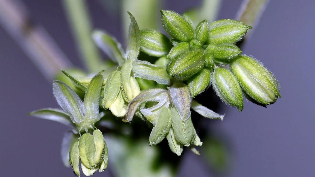 Pollination methods Of cannabis plants