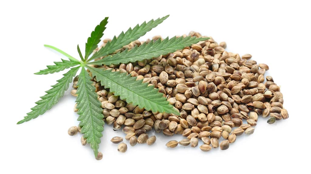 Indica Cannabis Seeds