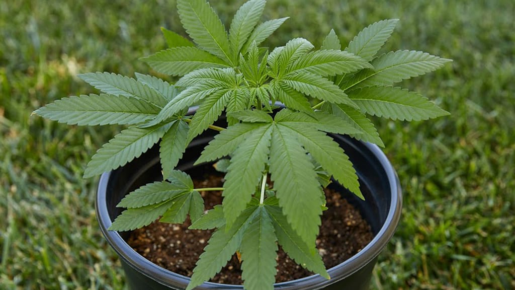 Right pot size for indoor cannabis