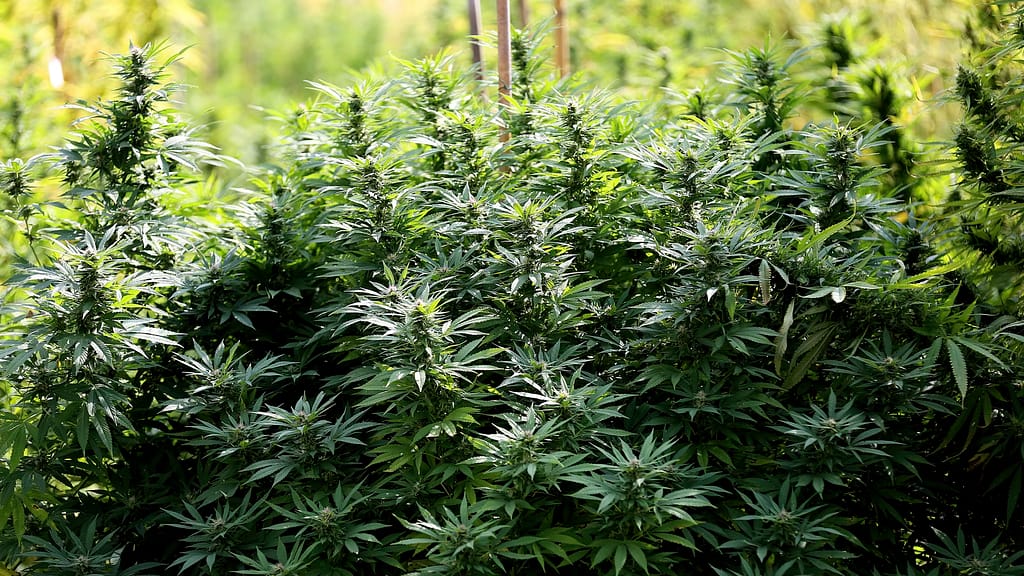 Outdoor Cannabis Cultivation