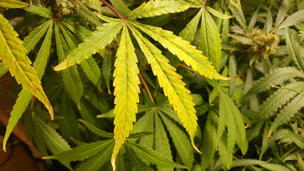 Cannabis Leaves Turning Yellow