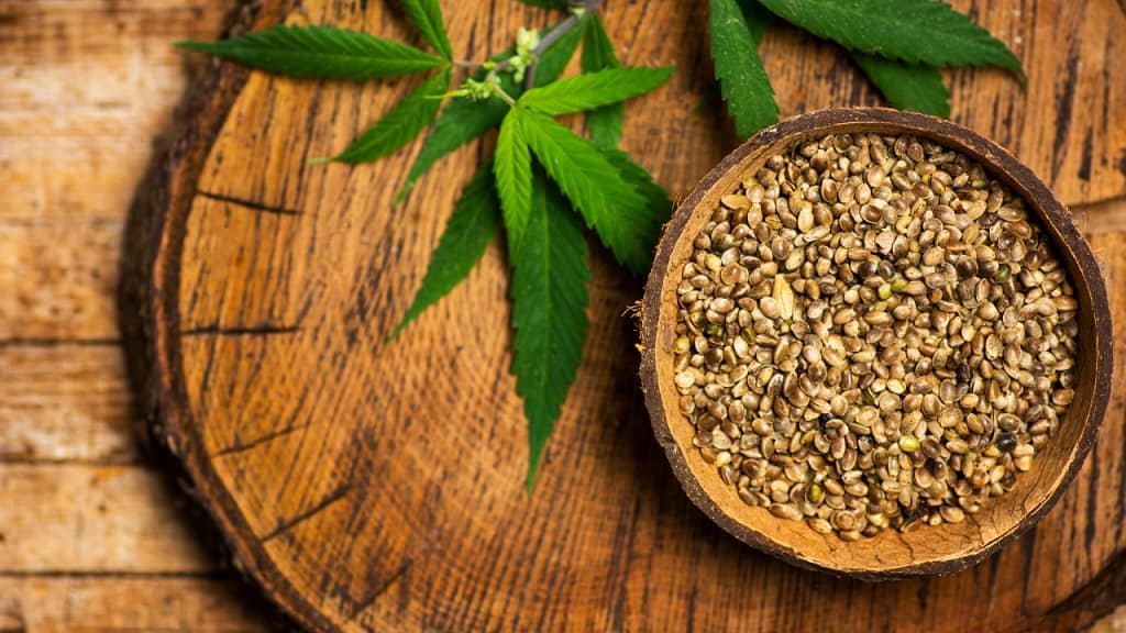 appearance of cannabis seeds