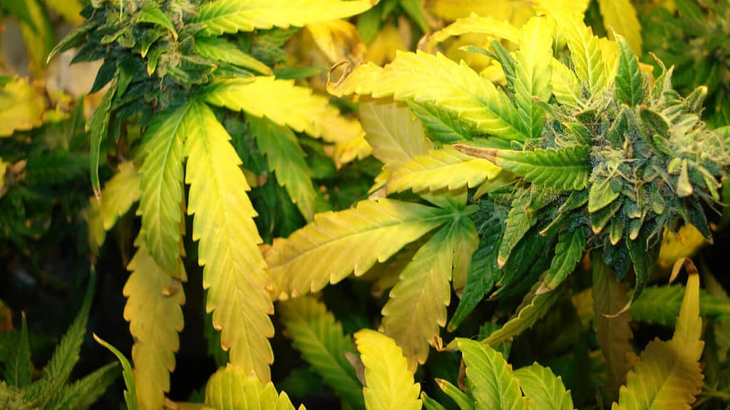 Cases when Yellow Cannabis Leaves are not a problem?