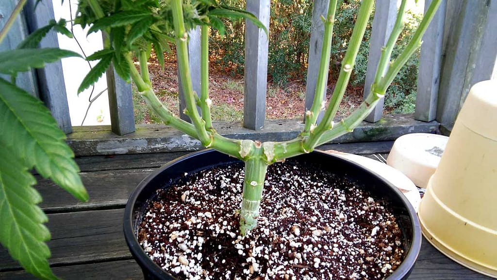 Cannabis Plant Training