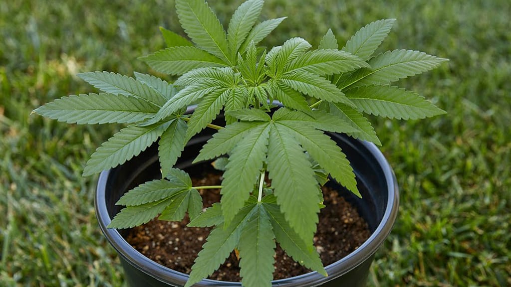 Grow cannabis outdoor