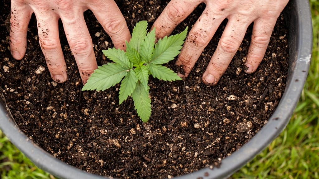 Growing Cannabis
