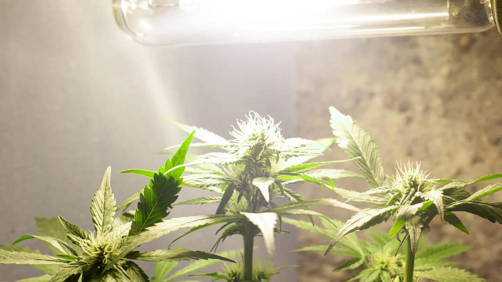 Indoor Cannabis setup