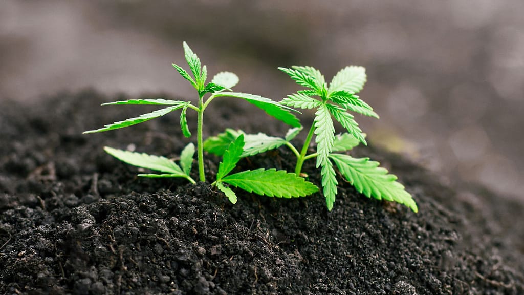 Stages of Growing Cannabis