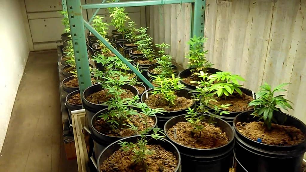 Grow Cannabis Aquaponically