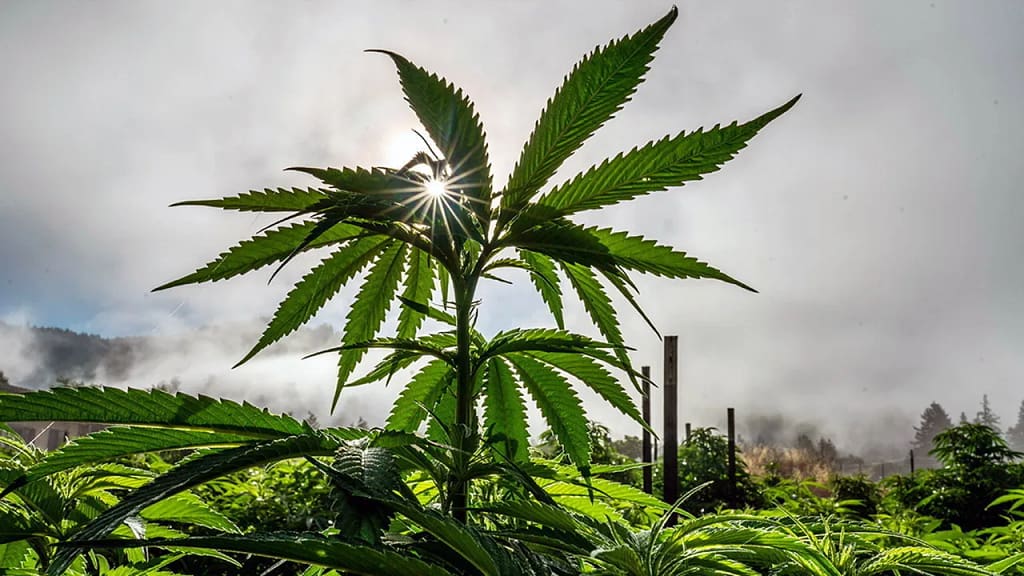 Cannabis Cultivation