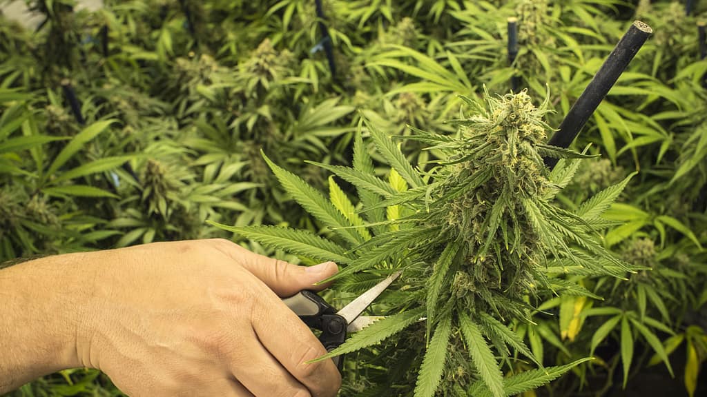 Growing Cannabis